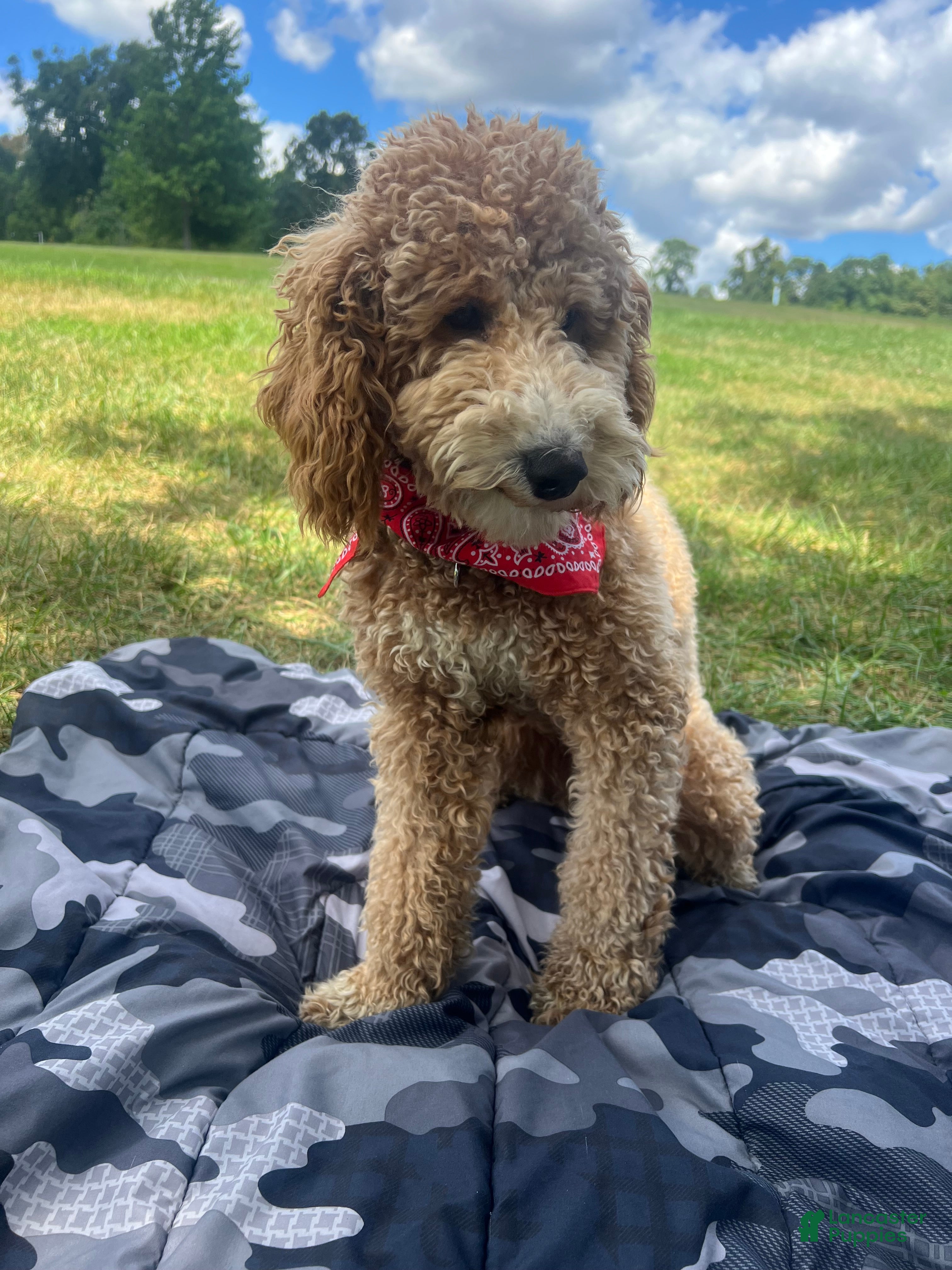 Mixed Breed dogs Mixed Breed Puppy 1 - Ad 17