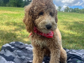 Mixed Breed dogs Mixed Breed Puppy 1 - Ad 15