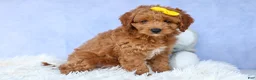 Cavapoo dogs for sale: TITUS - Ad 11