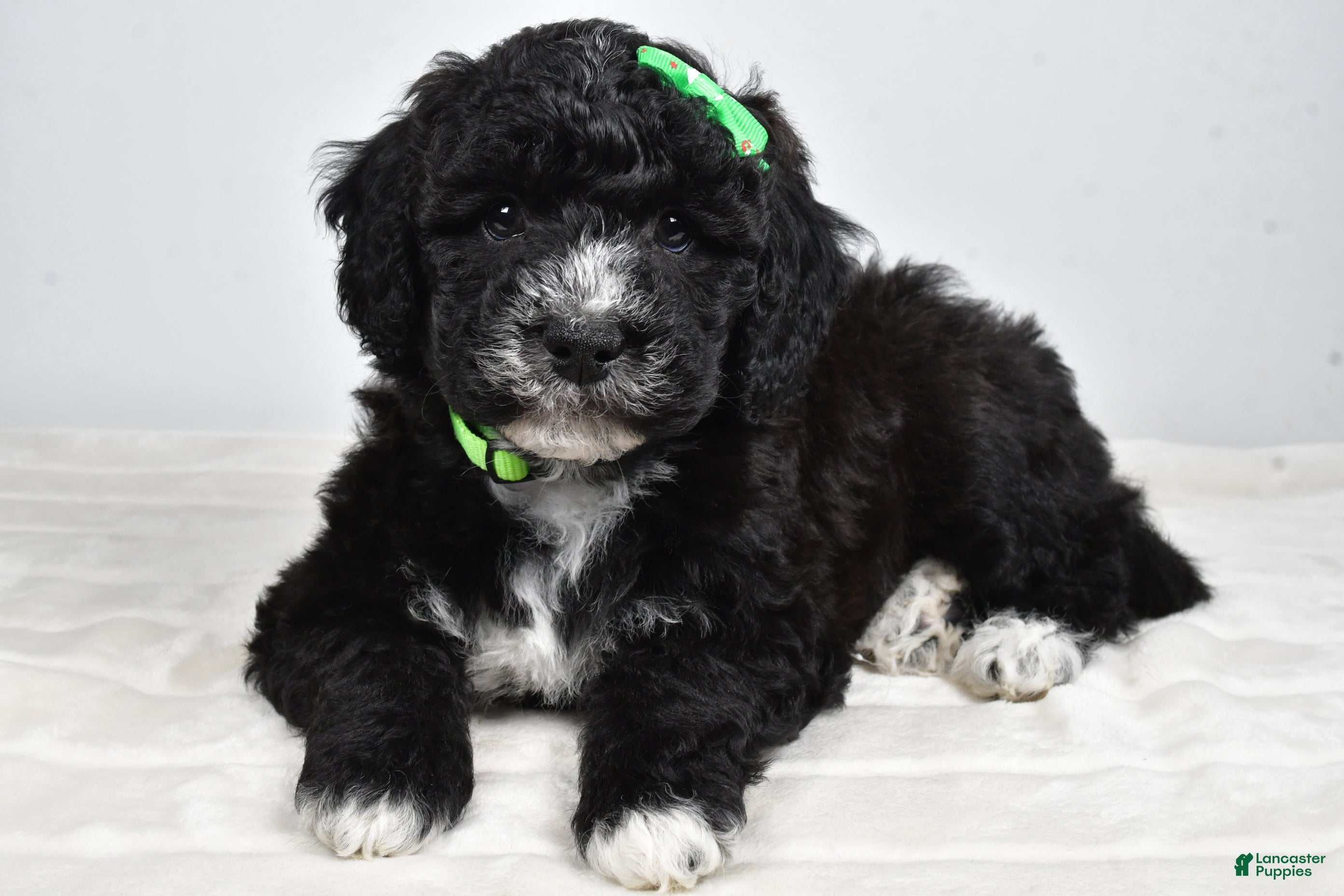 Mini Goldendoodle dogs Ace - Ad 11