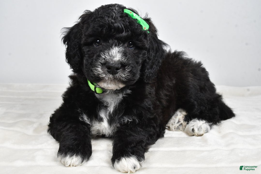 Mini Goldendoodle dogs for sale: Ace - Ad 1