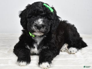 Mini Goldendoodle dogs Ace - Ad 22