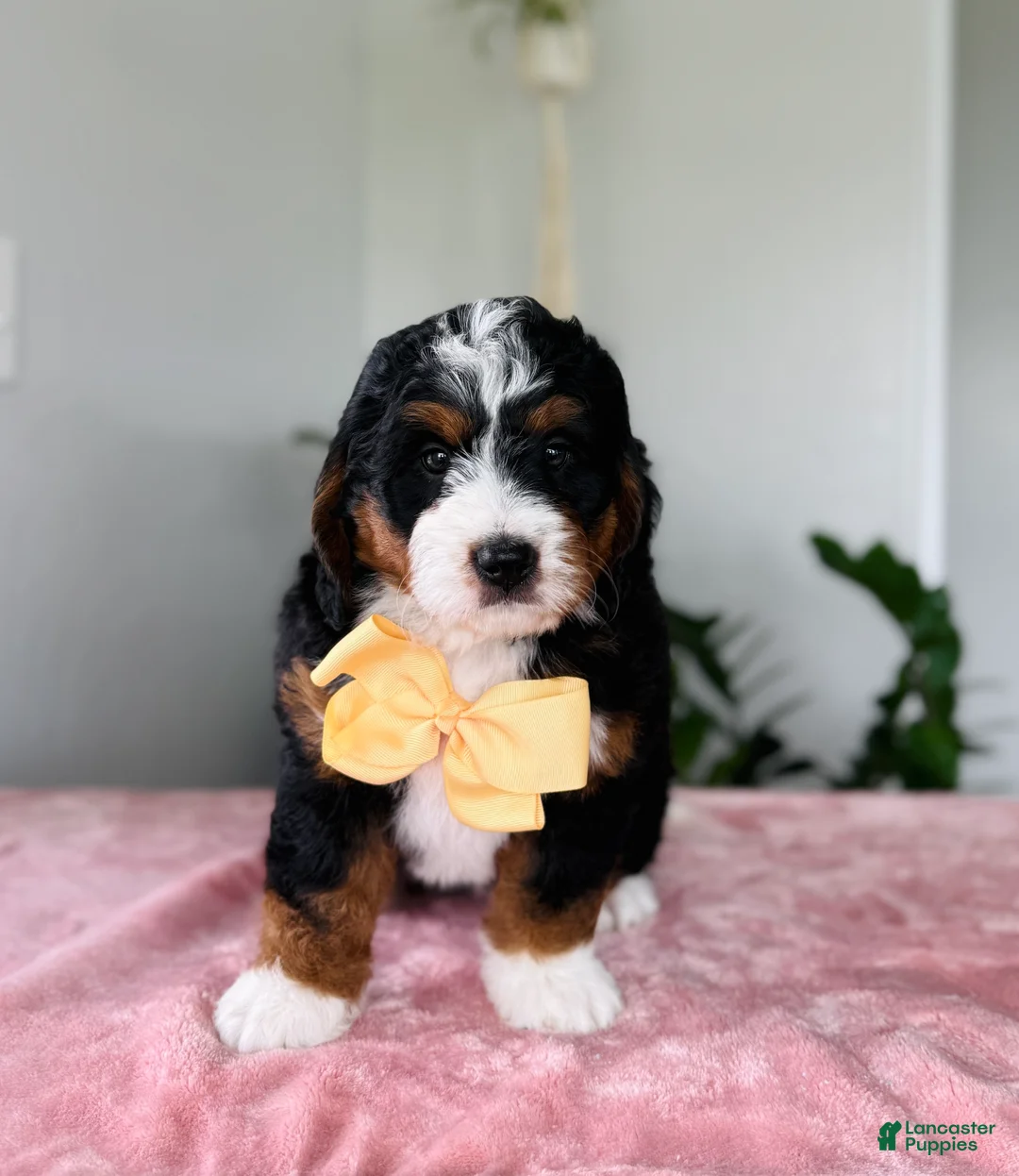 Mini Bernedoodle dogs for sale: Lady - Ad 2