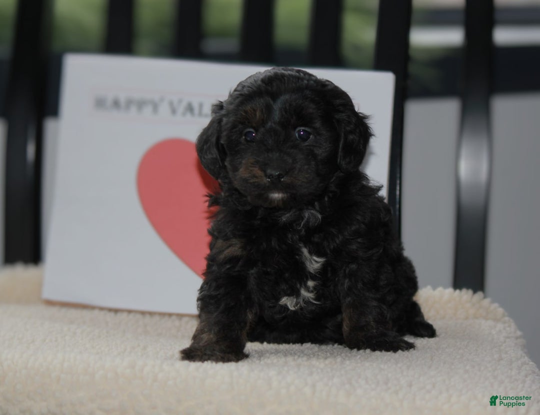 Gallery Image {{count}}