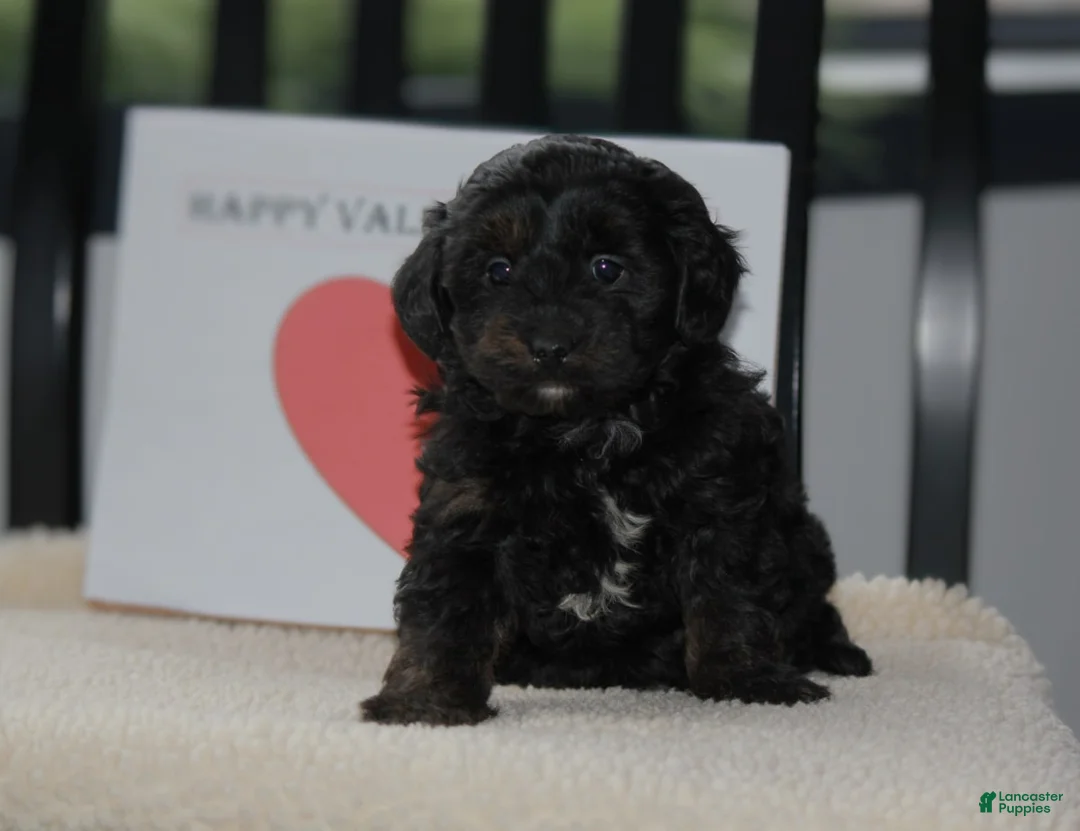 Gallery Image {{count}}