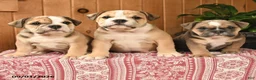 English Bulldog dogs for sale: Bonnie - Ad 5