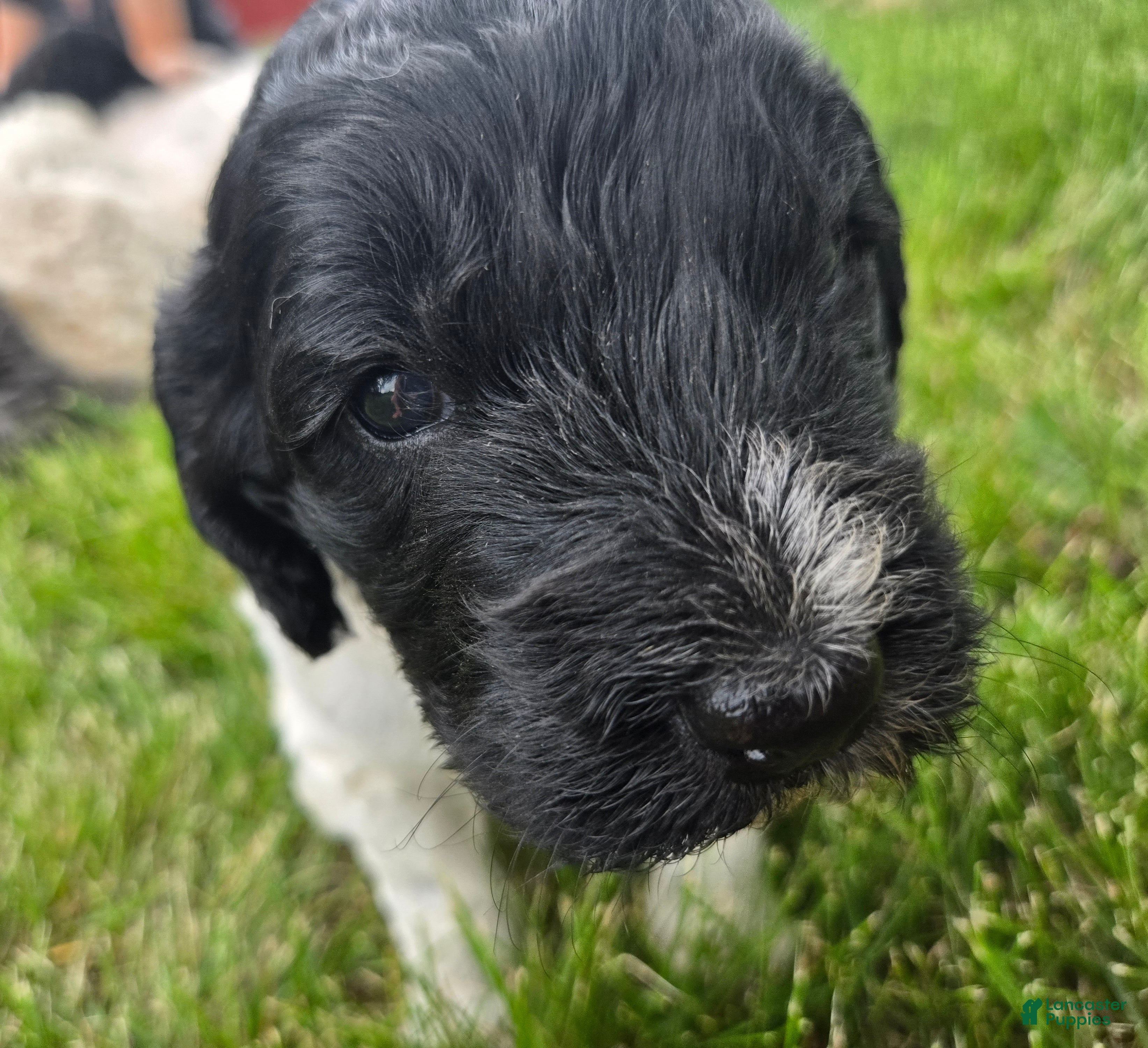 Newfypoo dogs Starry - Ad 2