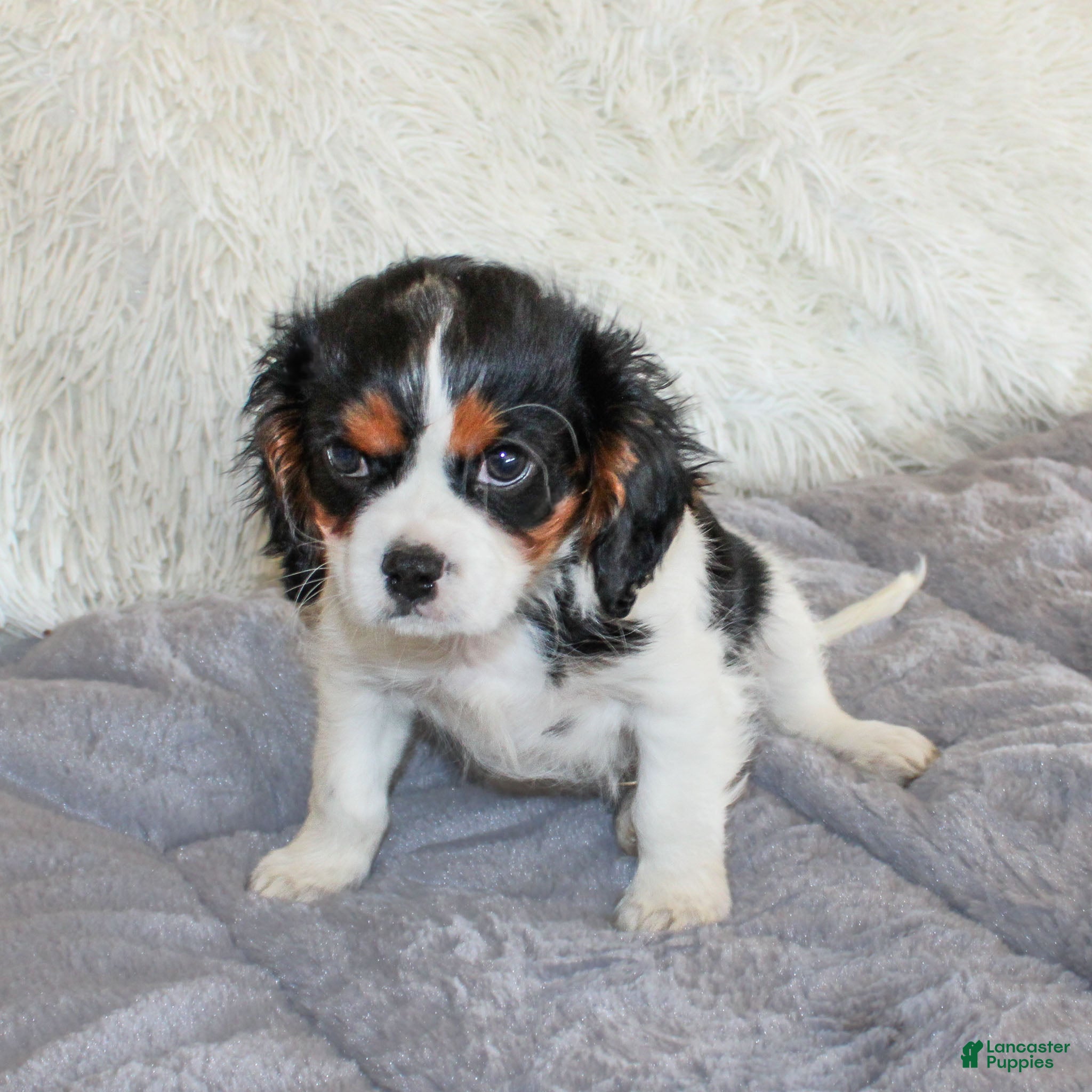 Cavalier King Charles Spaniel dogs Joey  - Ad 24
