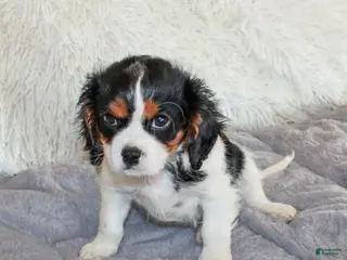 Cavalier King Charles Spaniel dogs Joey - Ad 24