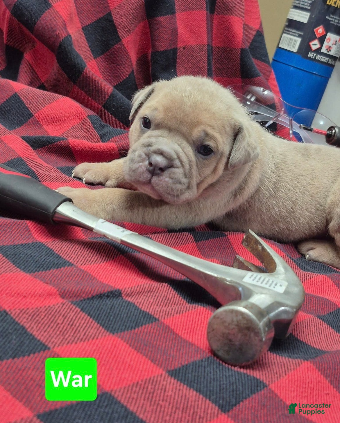 Olde English Bulldogge dogs War Olde English Bulldogge  - Ad 1