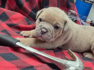 Olde English Bulldogge dogs War Olde English Bulldogge - Ad 7