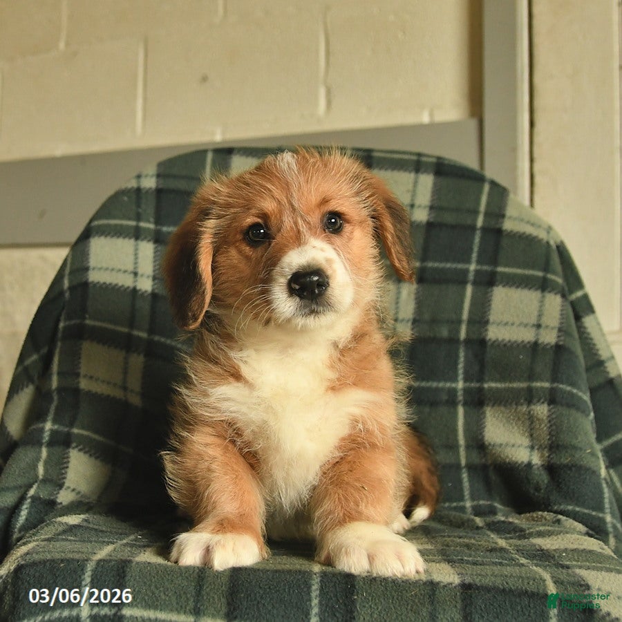 Mixed Breed dogs Baron - Ad 2