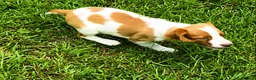 Brittany Spaniel dogs for sale: Teela - Ad 7