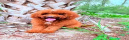 Mini Goldendoodle dogs for sale: Tony - Ad 3