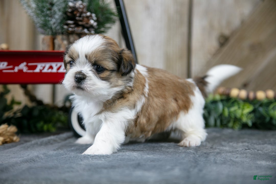 Shih Tzu dogs for sale: Nova - Ad 2