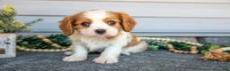 Cavalier King Charles Spaniel dogs for sale: Reed - Ad 1