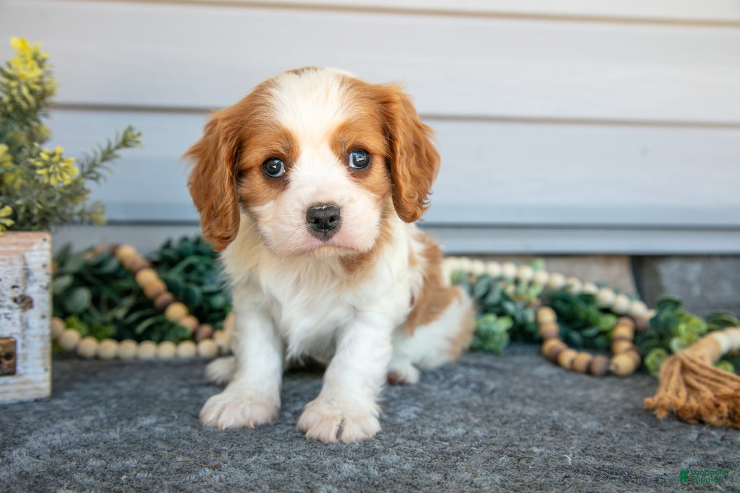Cavalier King Charles Spaniel dogs for sale: Reed - Ad 1