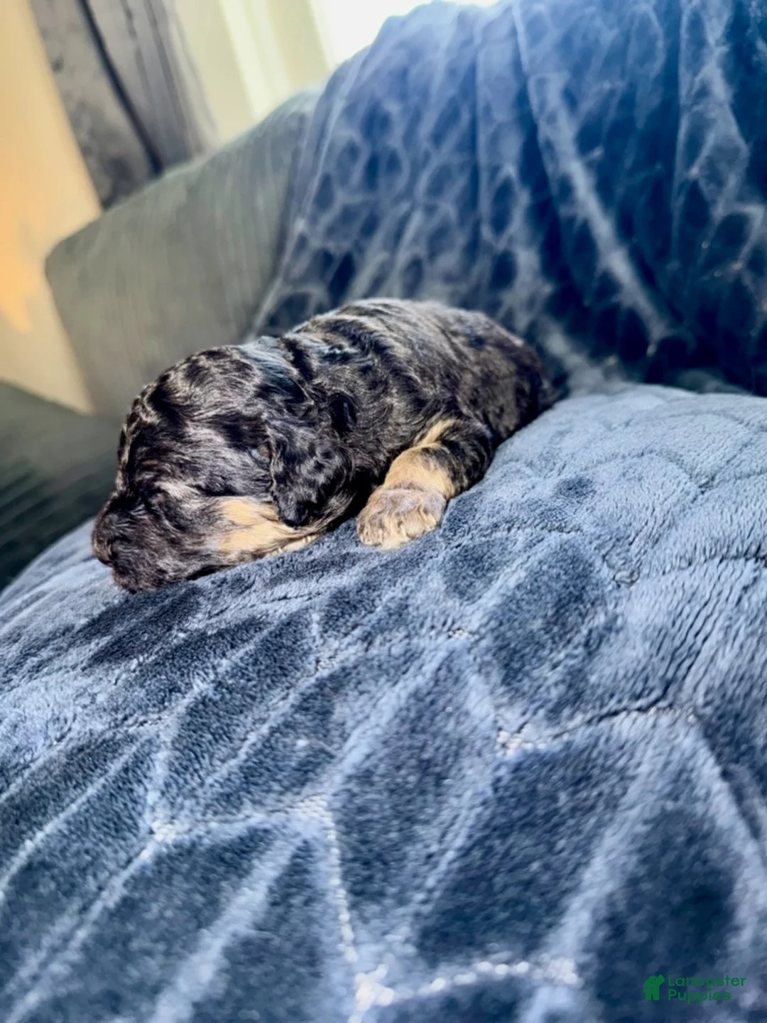 Mixed Breed dogs for sale: Scar - Ad 3