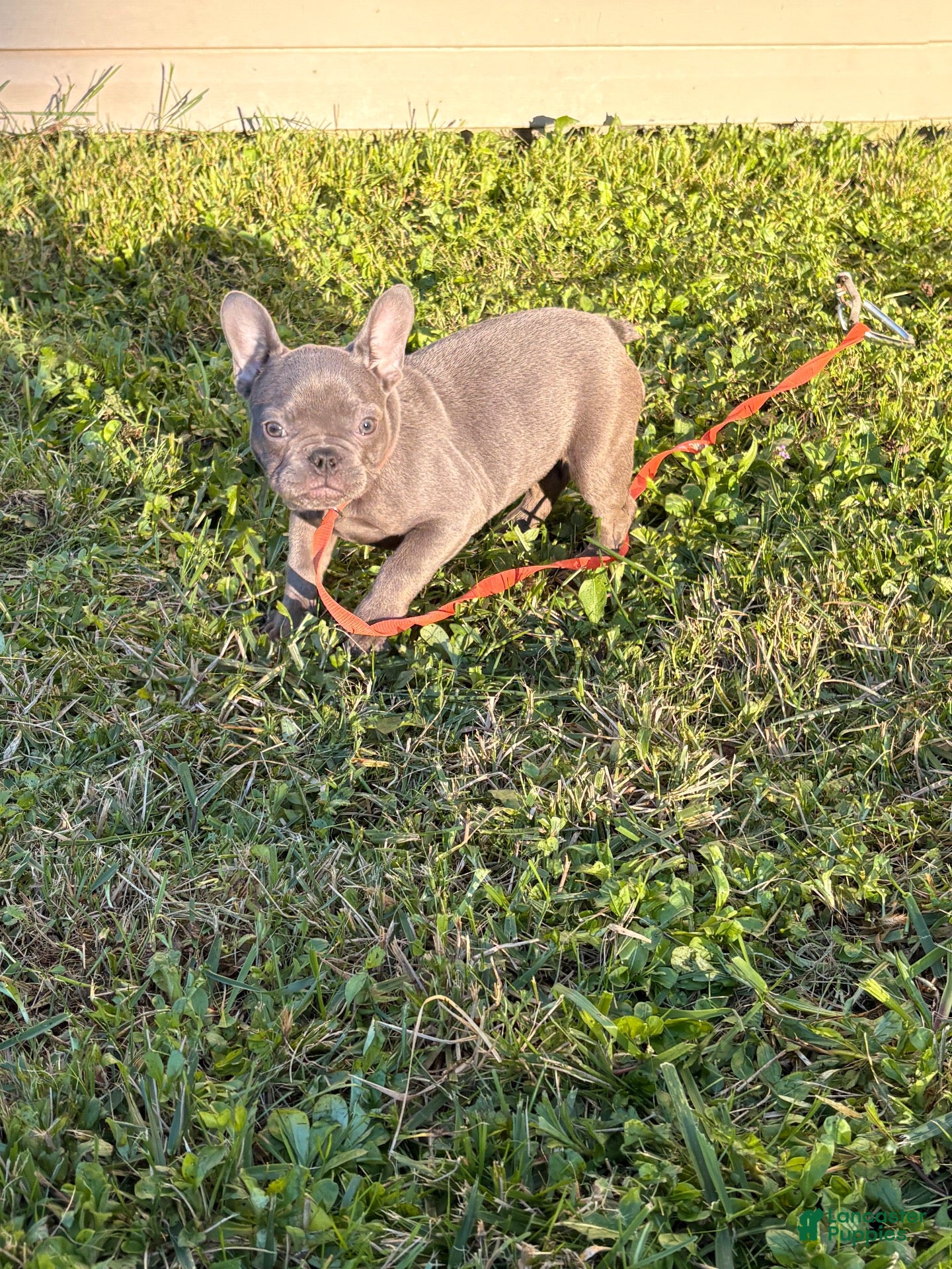French Bulldog dogs for sale: Thunder (blue) - Ad 4