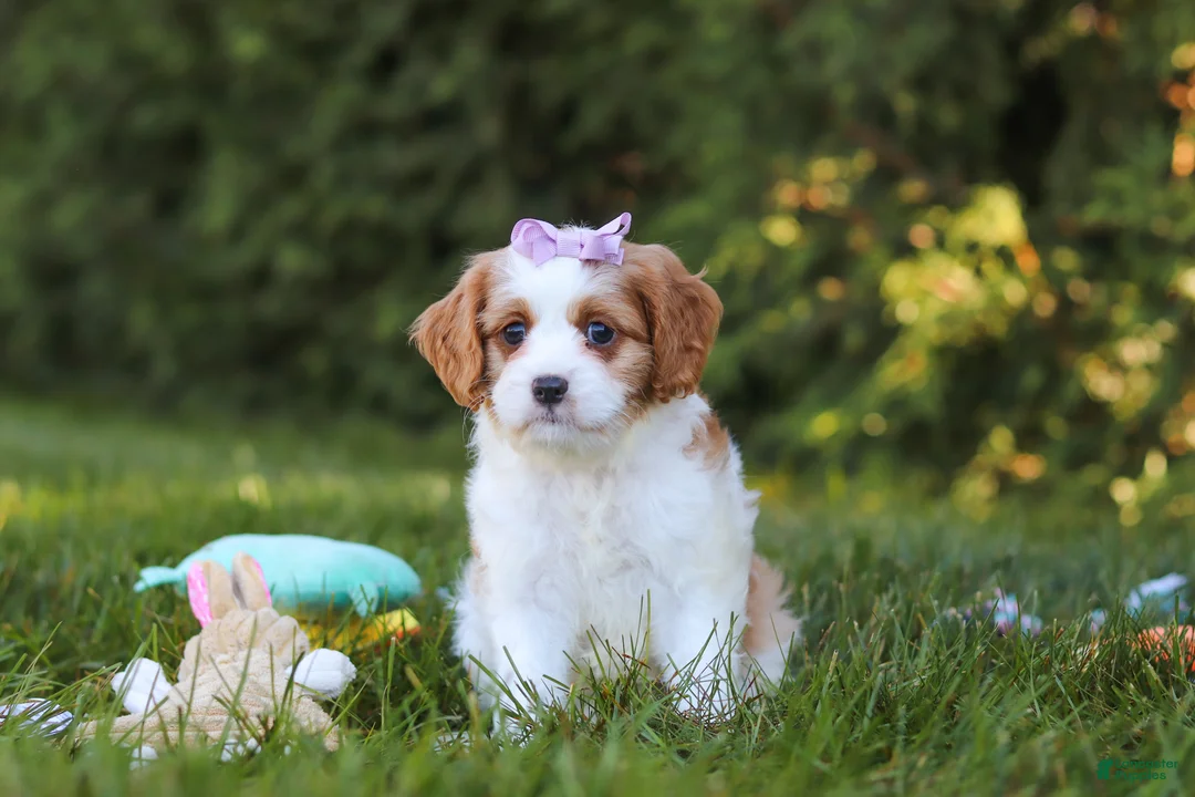 Cavapoo dogs for sale: Ingrid - Ad 1