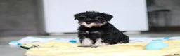 Miniature Schnauzer dogs for sale: Percy - Ad 17