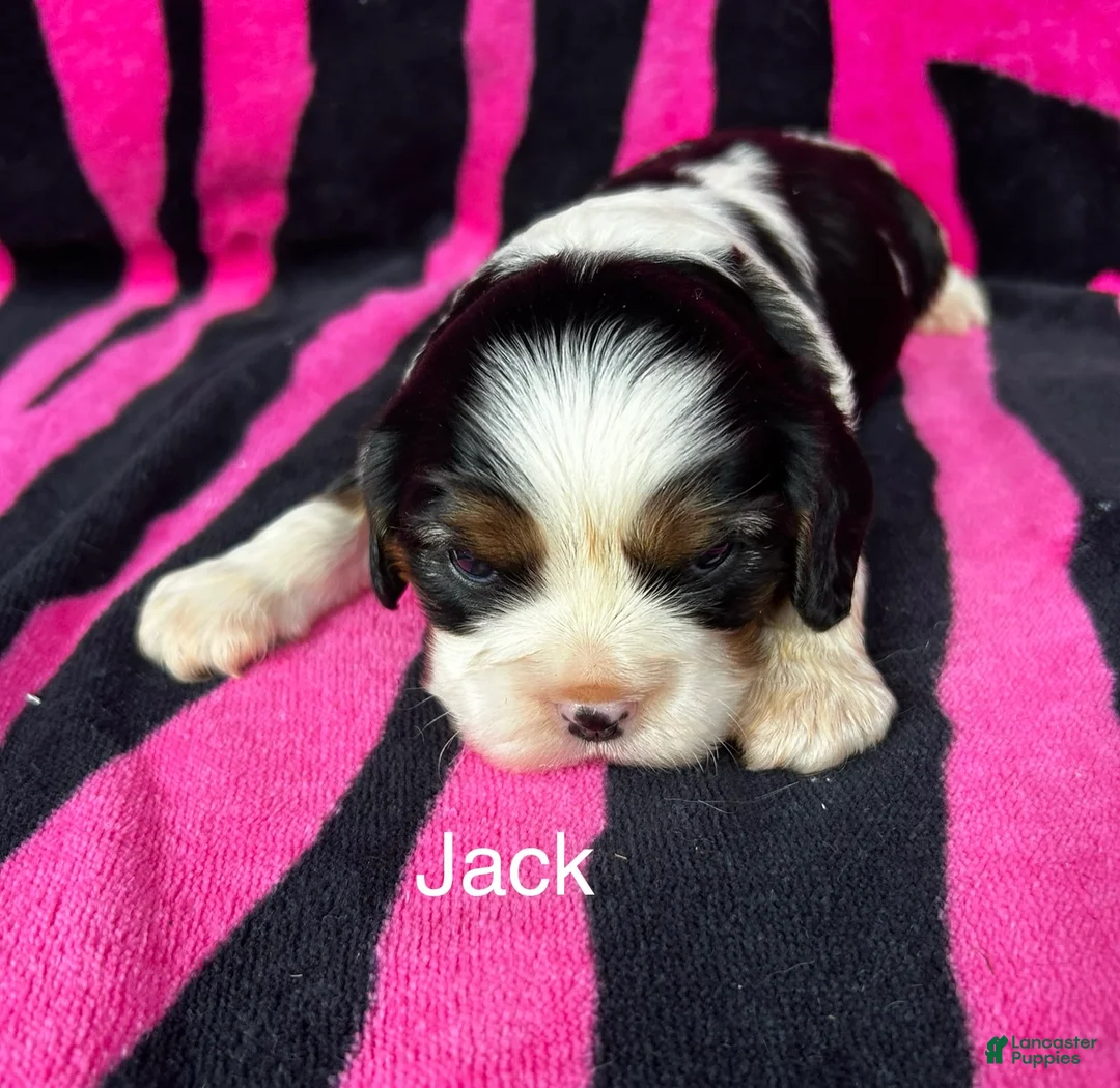 Cavalier King Charles Spaniel dogs for sale: Cavalier King Charles Spaniel Puppy 2 - Ad 1