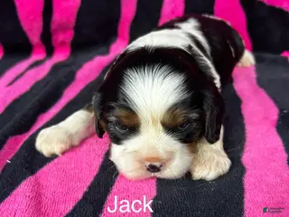 Cavalier King Charles Spaniel dogs Cavalier King Charles Spaniel Puppy 2 - Ad 7