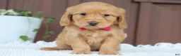 Miniature Golden Retriever dogs for sale: Miniature Golden Retriever Puppy 2 - Ad 3