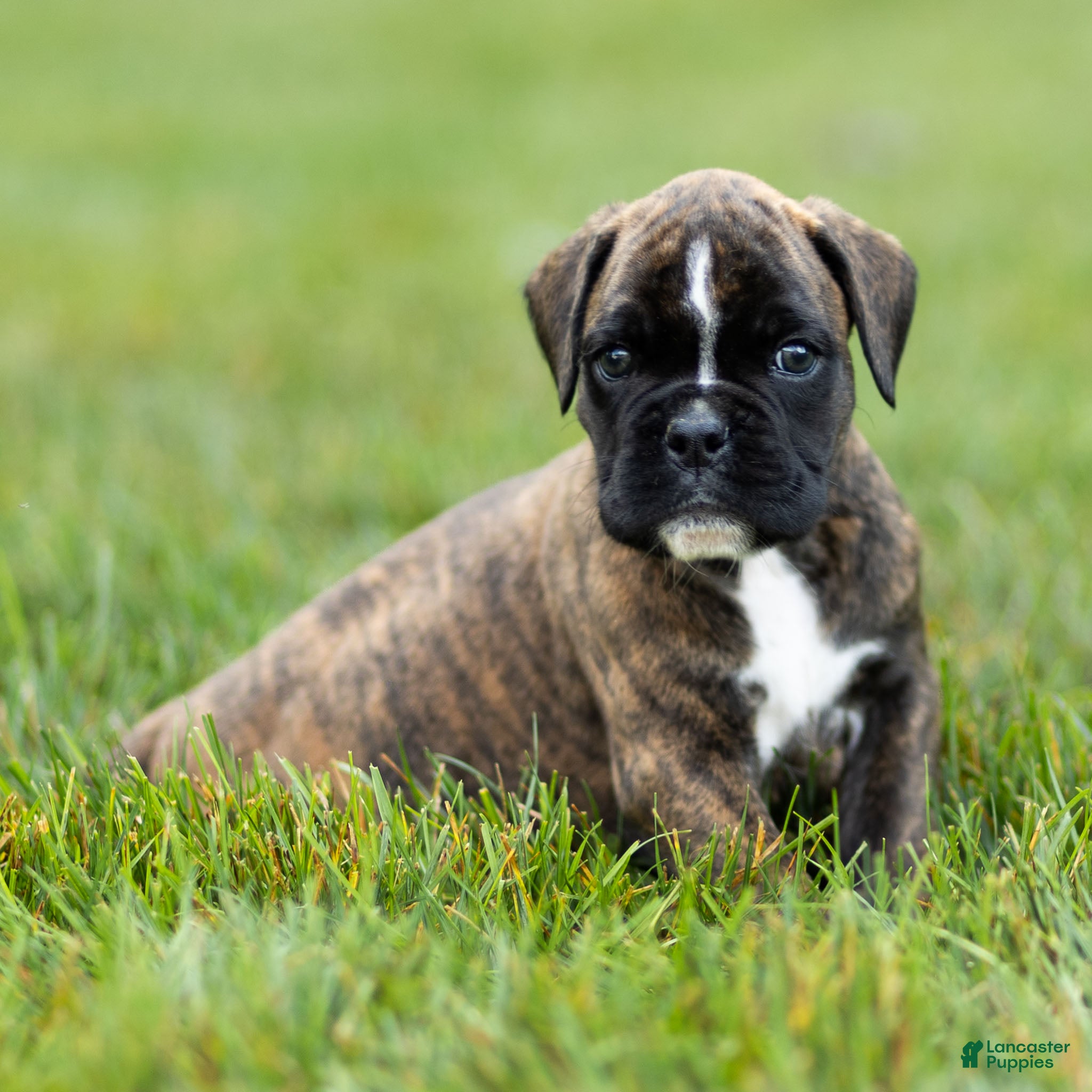 Boxer dogs Lucy Boxer Puppy  - Ad 2