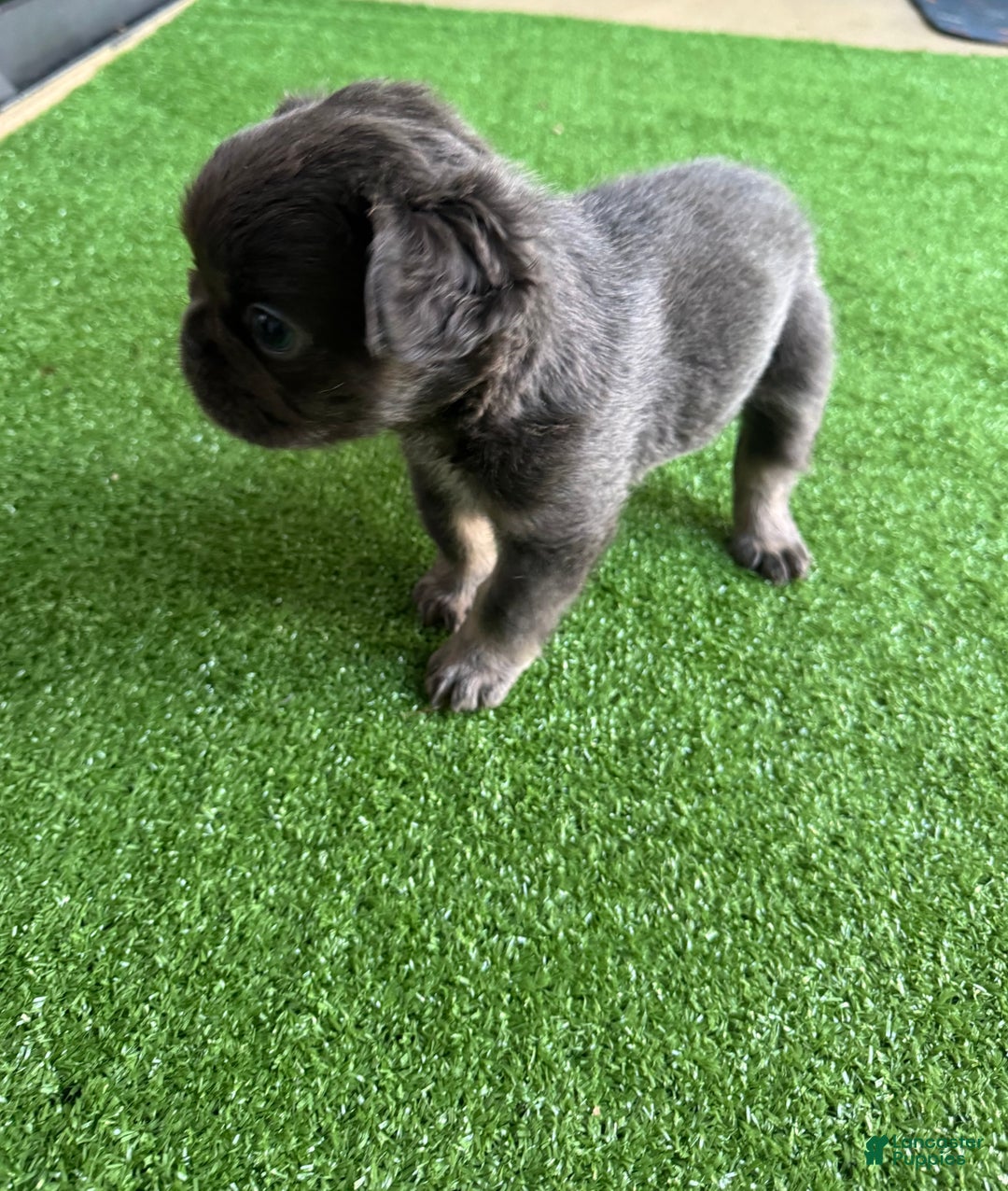 French Bulldog dogs for sale: Peppa - Ad 5