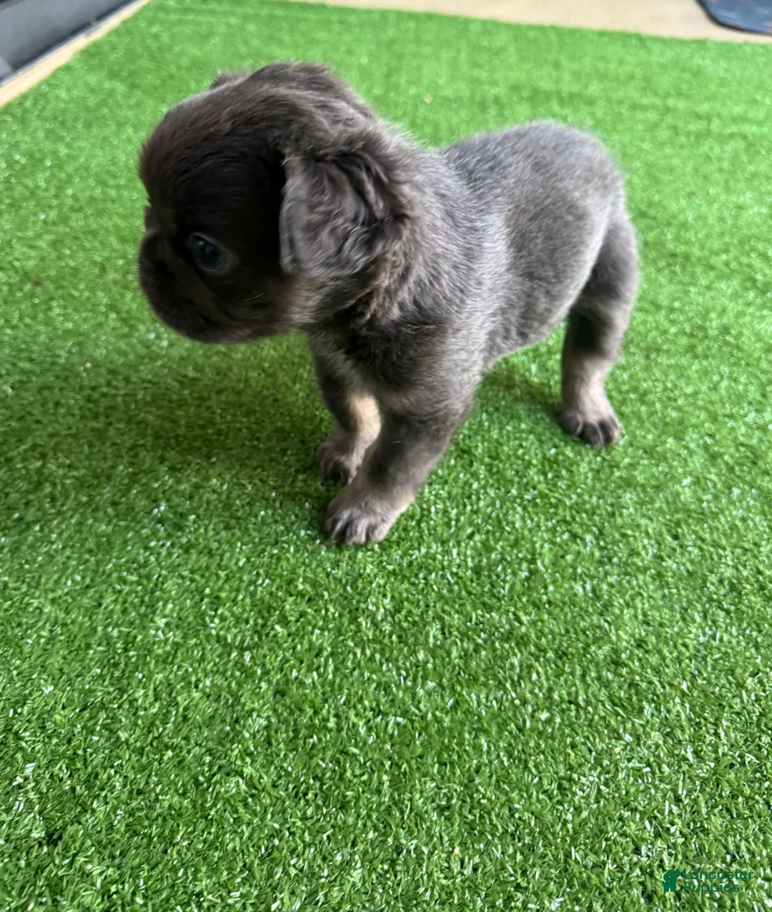 French Bulldog dogs for sale: Peppa - Ad 5