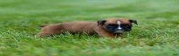 Boxer dogs for sale: Niki Boxer 4 - Ad 11