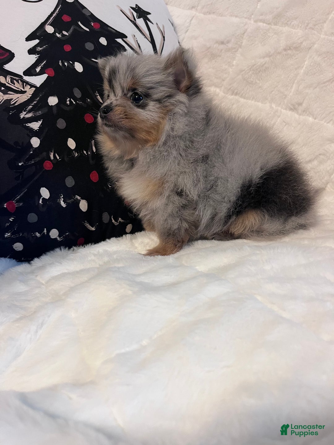 Pomeranian dogs for sale: Luna - Ad 2