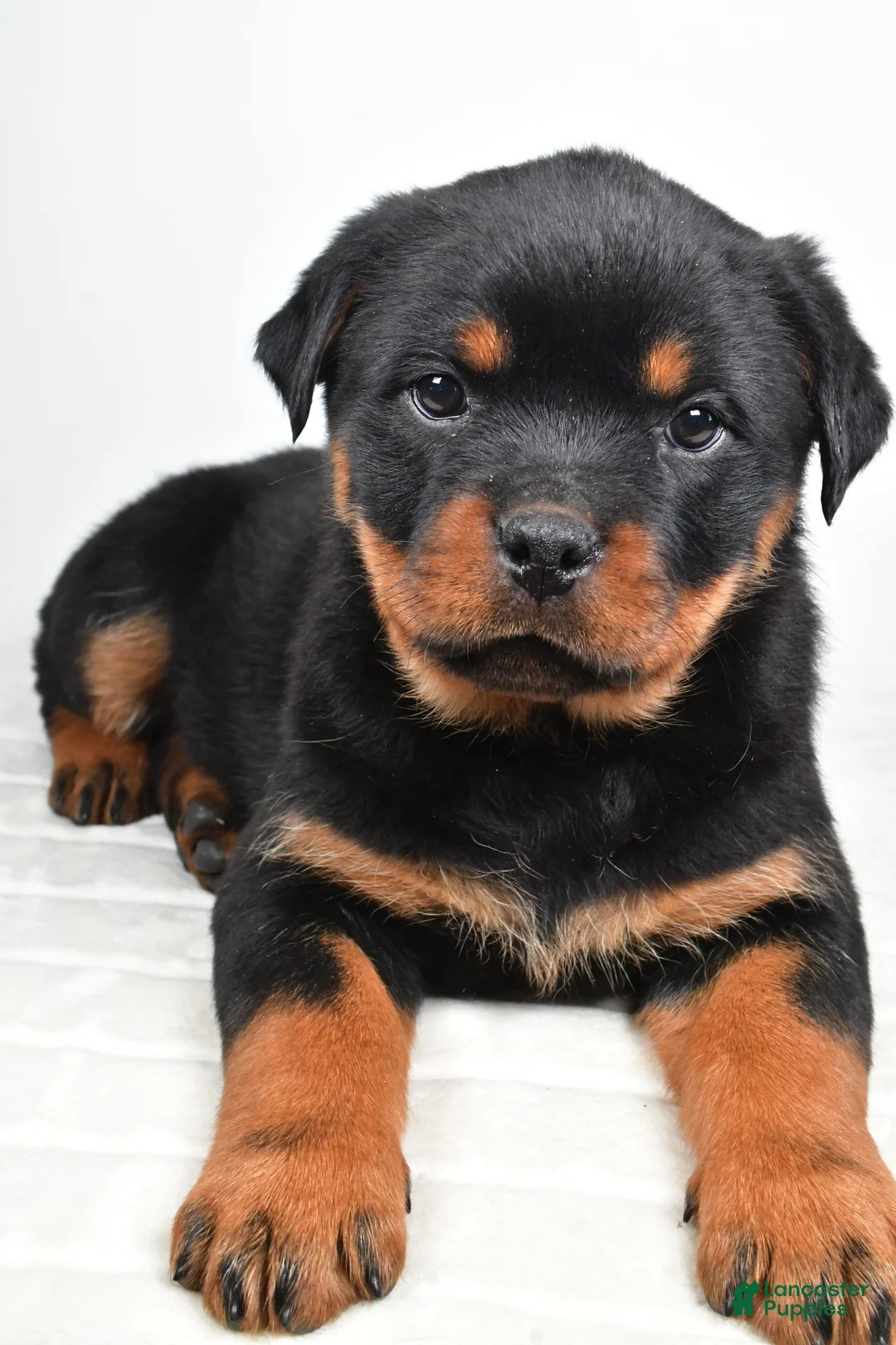 Rottweiler dogs for sale: Penny - Ad 4