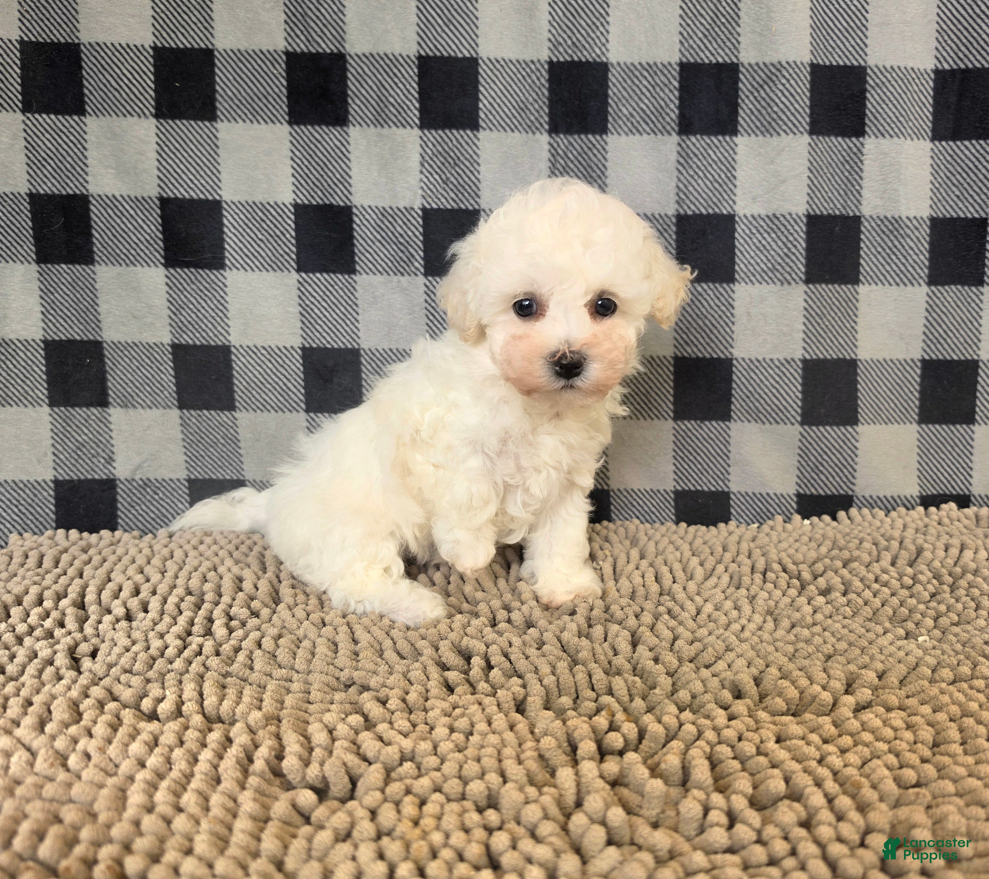 Bichon Frise dogs for sale: Bruce - Ad 2