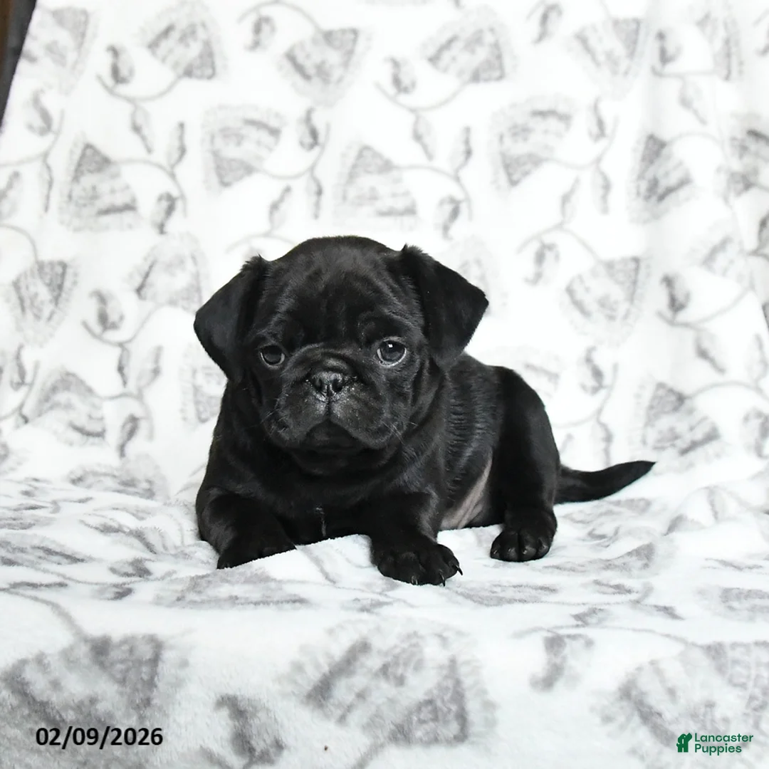 Pug dogs for sale: Raisin - Ad 4