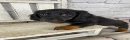 Miniature Dachshund dogs for sale: Bo - Ad 7