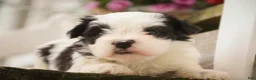 Havanese dogs for sale: Tammy Havanese Puppy  - Ad 4