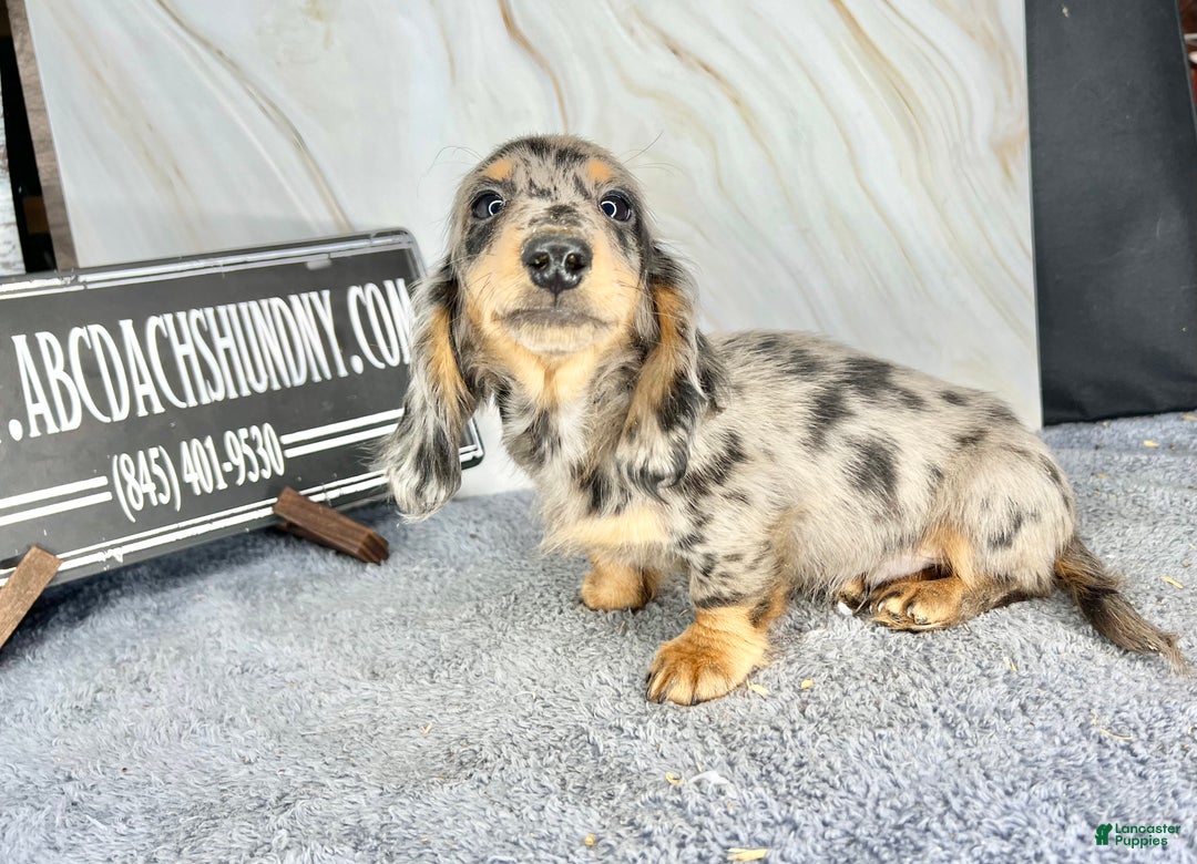 Dachshund dogs for sale: Ch Harriet LH dappleAkc - Ad 12
