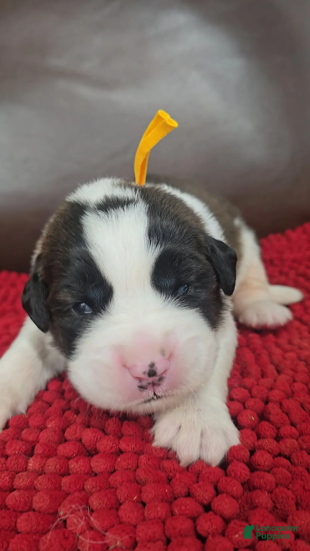 Saint Bernard dogs for sale: Teddy (yellow)  - Ad 1
