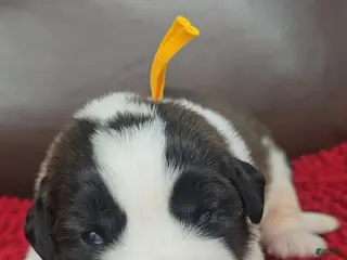 Saint Bernard dogs Teddy (yellow) - Ad 7