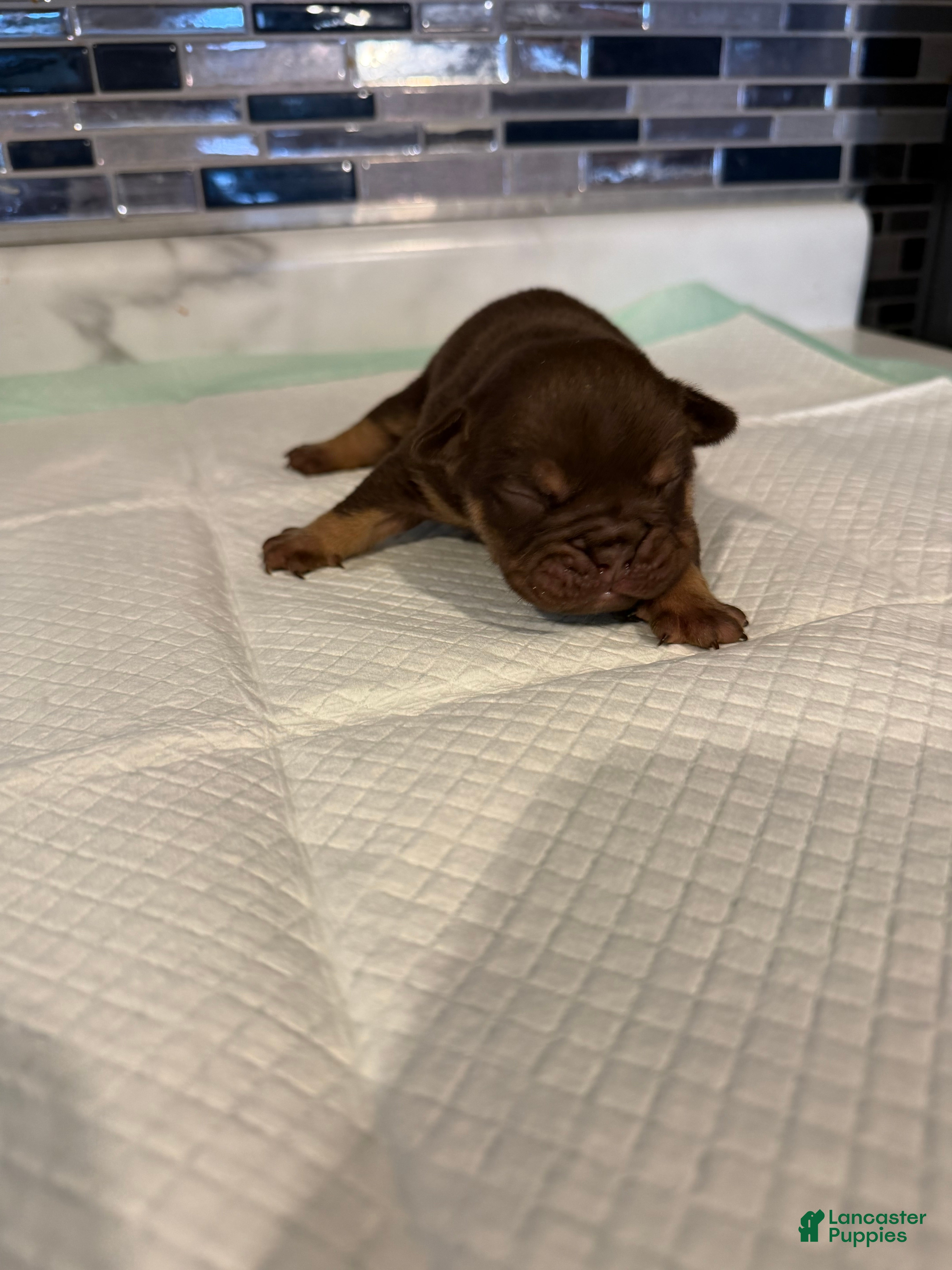 English Bulldog dogs Chocolate Full suit male - Ad 36