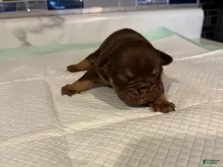 English Bulldog dogs Chocolate Full suit male - Ad 36