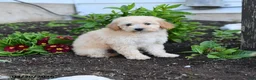 Miniature Labradoodle dogs for sale: Janice - Ad 3