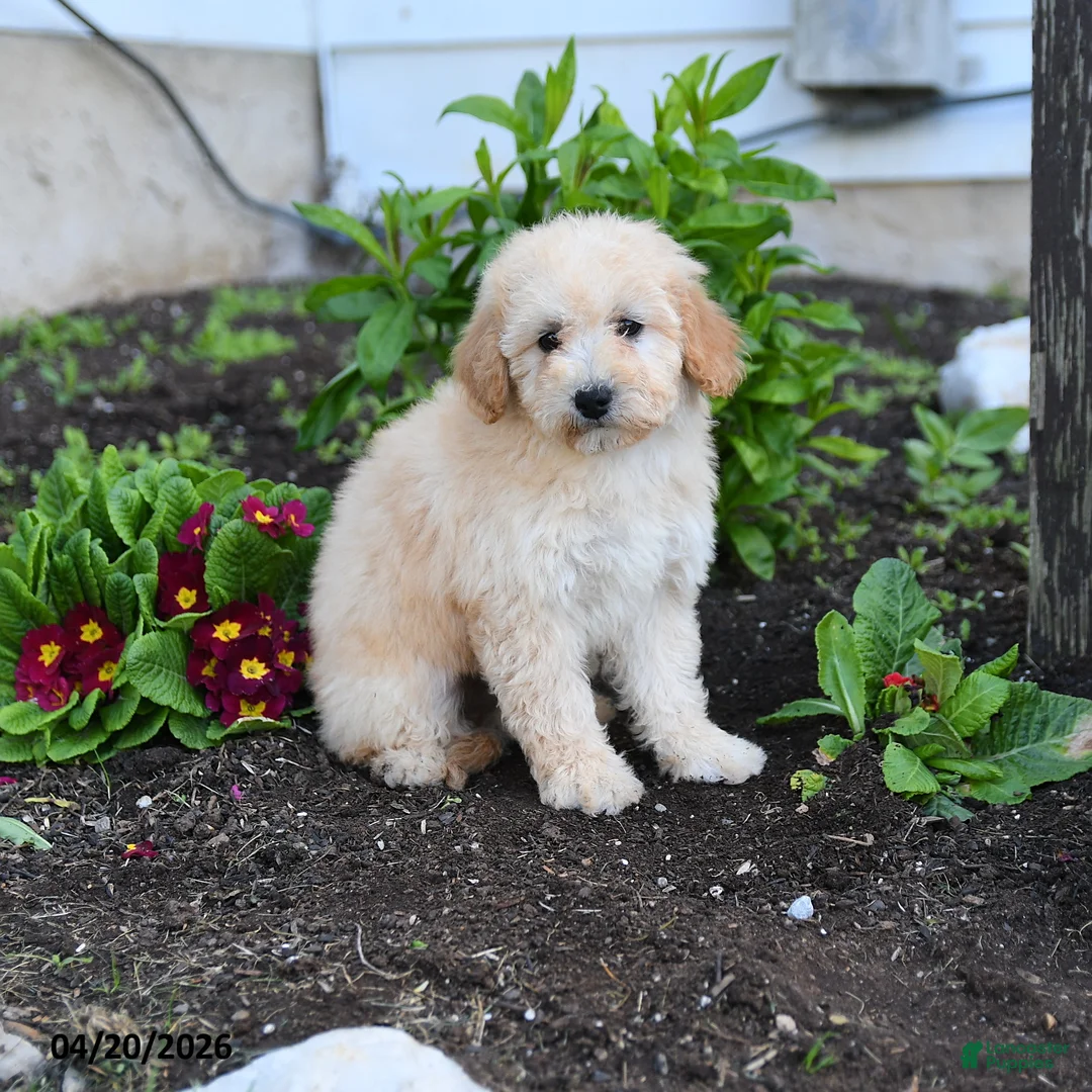 Miniature Labradoodle dogs for sale: Janice - Ad 3