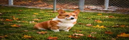 Welsh Corgi Pembroke dogs for sale: Scotty 🐾 - Ad 22
