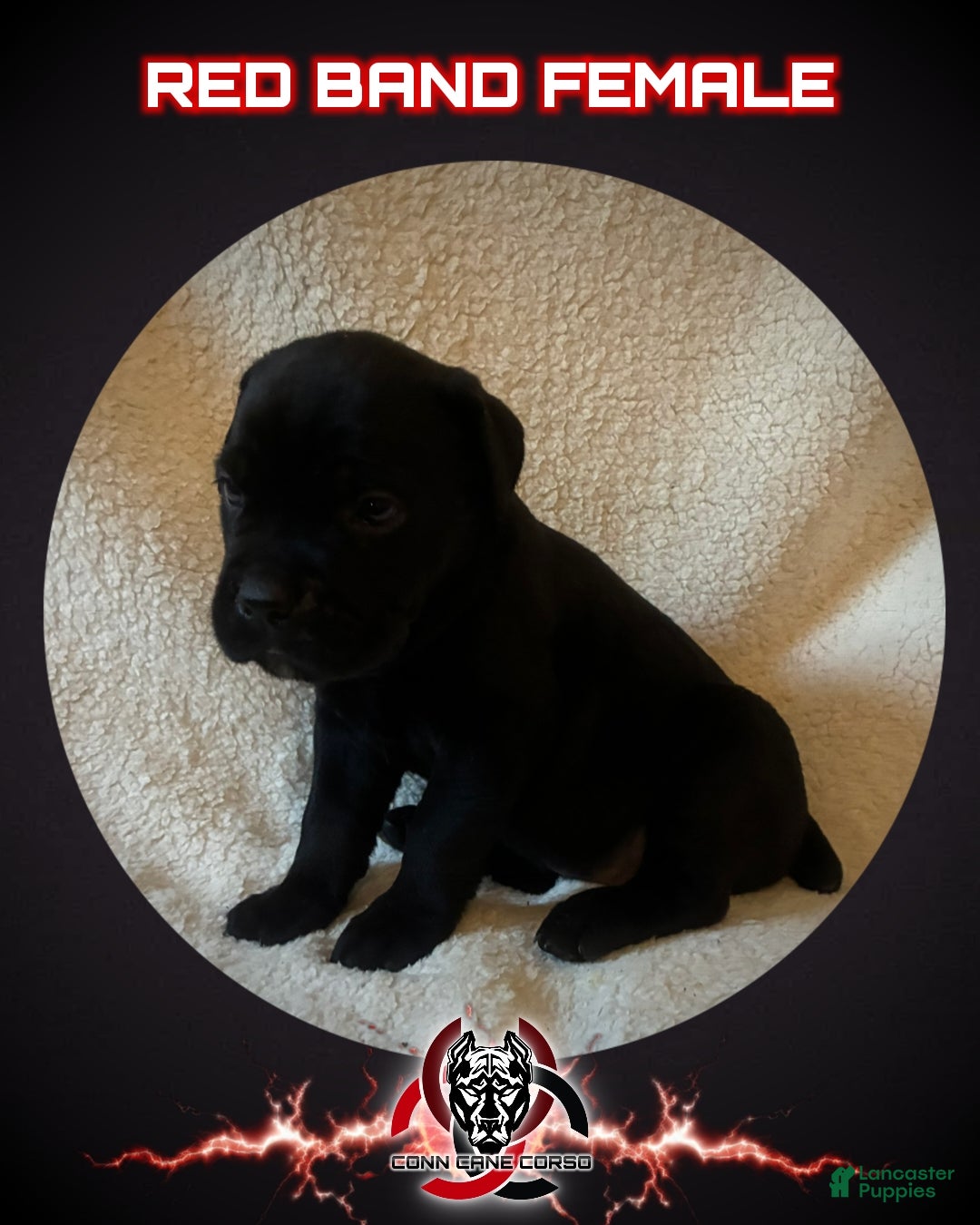 Cane Corso dogs Cane Corso Puppy 5 - Ad 35