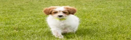 Mini Goldendoodle dogs for sale: Petunia  - Ad 2