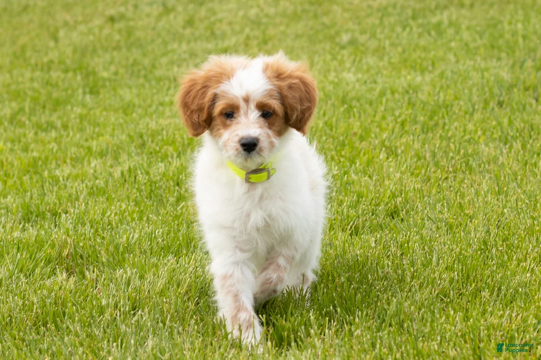 Mini Goldendoodle dogs for sale: Petunia  - Ad 2