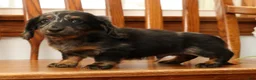 Miniature Dachshund dogs for sale: Tinker - Ad 7